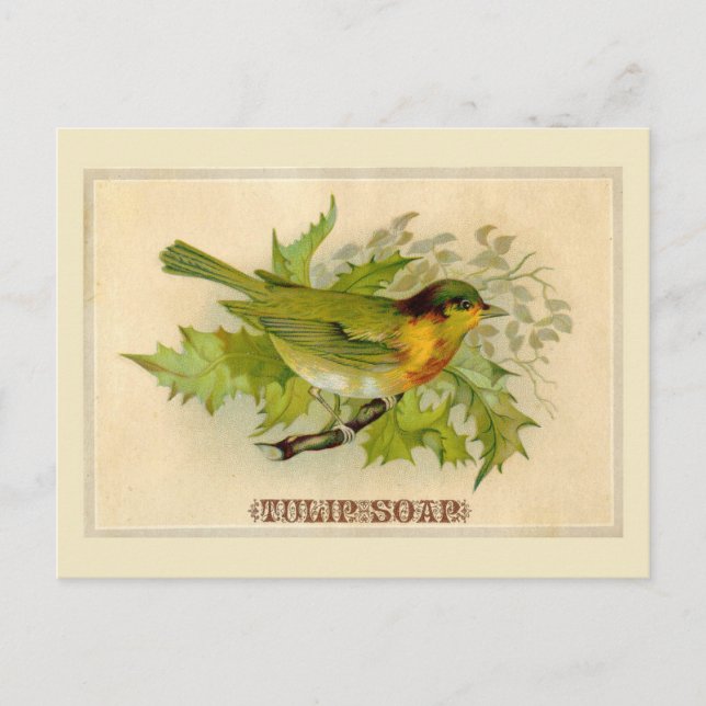 Cartão Postal Vintage Bird (Frente)