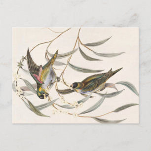 Cartão Postal Vintage Bird