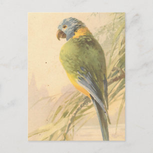 Cartão postal Vintage Bird