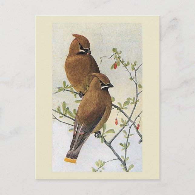 Cartão Postal Vintage Bird 01 Waxwing (Frente)