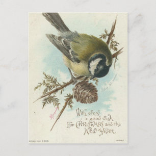 Cartão Postal Vintage Bird E Pine Branch