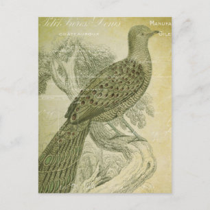 Cartão Postal Vintage Bird Green Feather Peacock Coluna