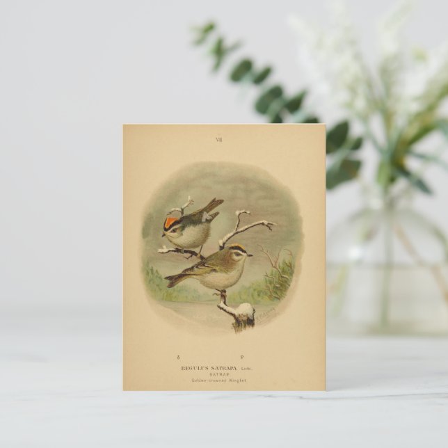 Cartão Postal Vintage Birds Ouro Crowned Kinglet Vogelwelt (Em pé/Frente)