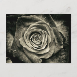 Cartão Postal Vintage Black and White Rose