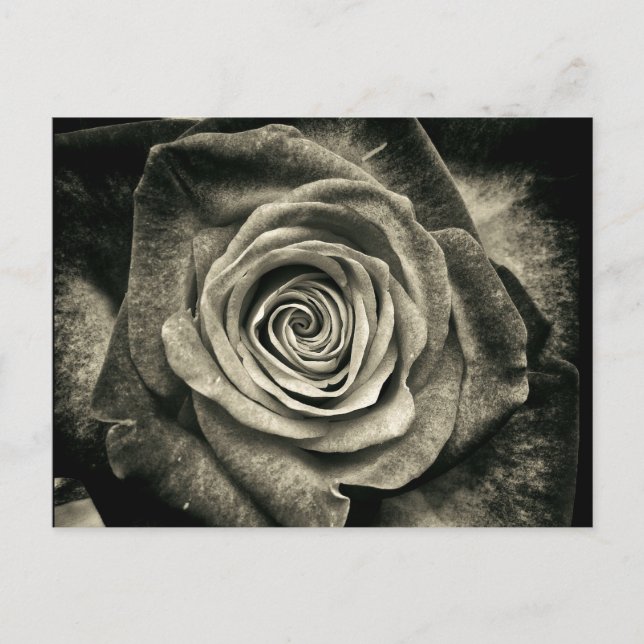 Cartão Postal Vintage Black and White Rose (Frente)