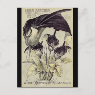 Cartão Postal Vintage Black Calla Lily