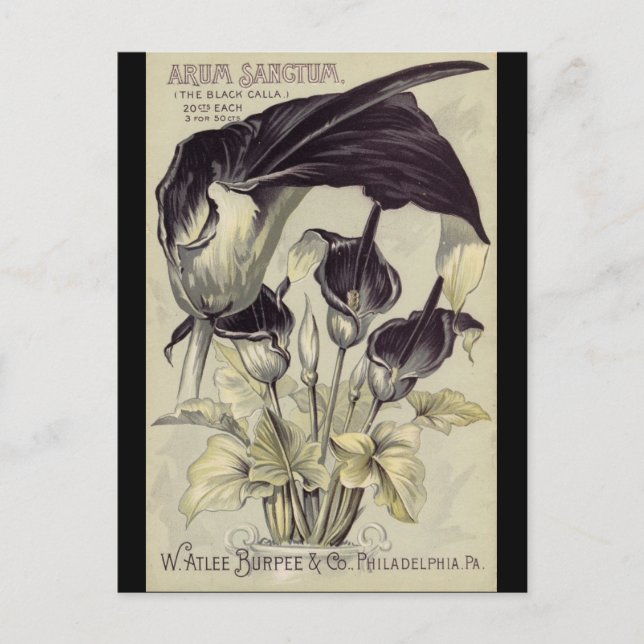 Cartão Postal Vintage Black Calla Lily (Frente)