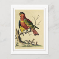 Vintage Black-Capped Lory Parrot Bird Nature