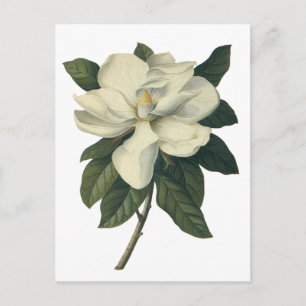 Cartão Postal Vintage Blooming White Magnolia Blossom Flores