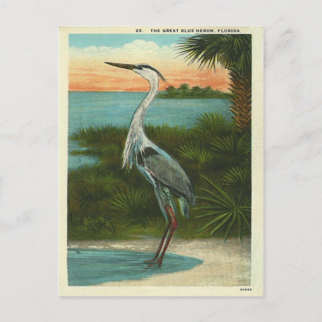 Cartão Postal Vintage Blue Heron Flórida (Frente)