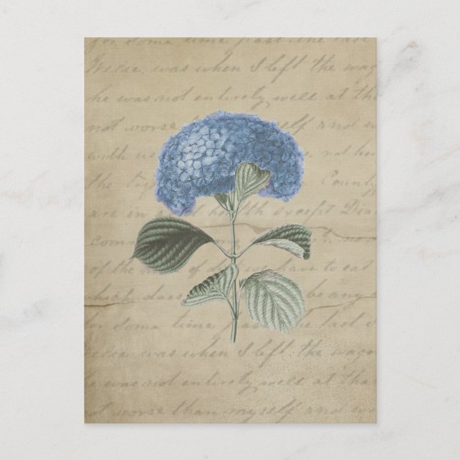 Cartão Postal Vintage Blue Hydrangea com Caligrafia Antica (Frente)