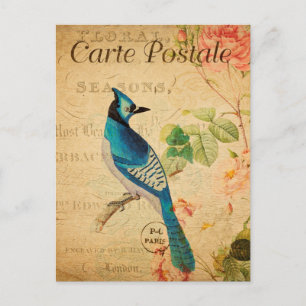 Cartão Postal Vintage Blue Jay Bird Floral Flowers French