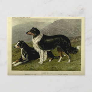 Cartão Postal Vintage Border collie dog