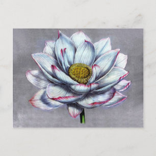 Cartão Postal Vintage Botânica Indiana Lotus Flower