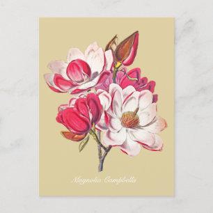 Cartão Postal Vintage Botânica Magnolia Pink Flowers Beige