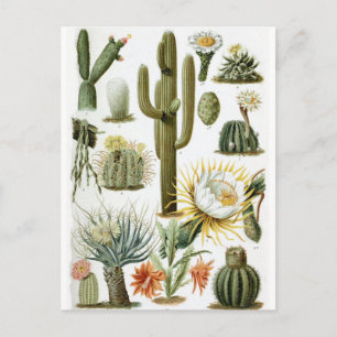 Cartão postal Vintage Botanical Cactus Illustrati