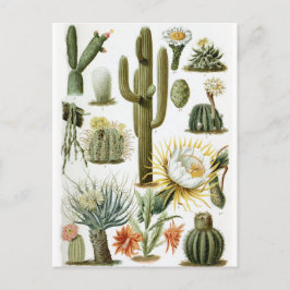 Cartão postal Vintage Botanical Cactus Illustratio