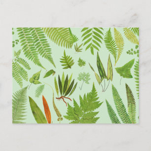 Cartão Postal Vintage Botanical Ferns