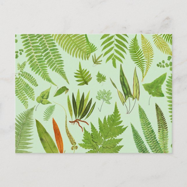 Cartão Postal Vintage Botanical Ferns (Frente)