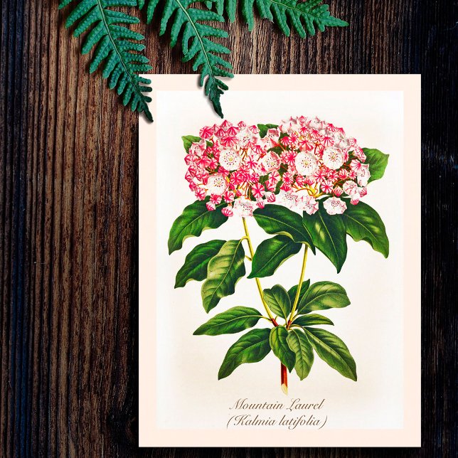 Cartão Postal Vintage Botanical Mountain Laurel Flower (Criador carregado)