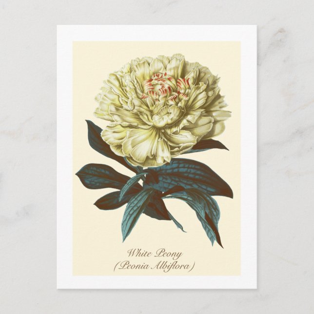 Cartão Postal Vintage Botanical White Peony Flor (Frente)