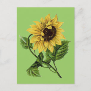 Cartão Postal Vintage Botanicals Dandy Sunflower
