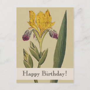 Cartão Postal Vintage Botanicals Iris Happy Birthday