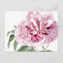 CARTÃO POSTAL VINTAGE BOTÂNICO PINK PEONY