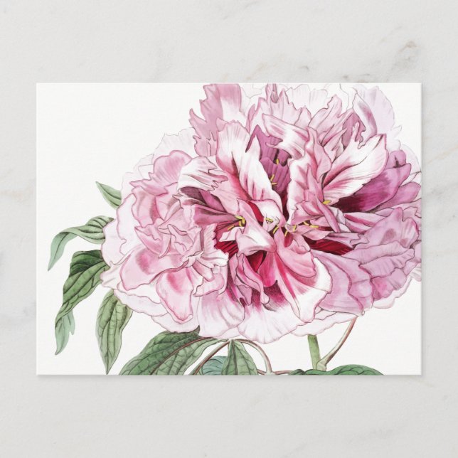 CARTÃO POSTAL VINTAGE BOTÂNICO PINK PEONY (Frente)