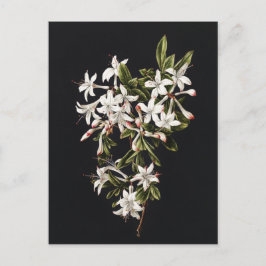 Cartão Postal Vintage Branch of White Azaleas in Bloom