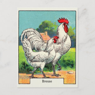 Cartão Postal Vintage Bresse Chicken