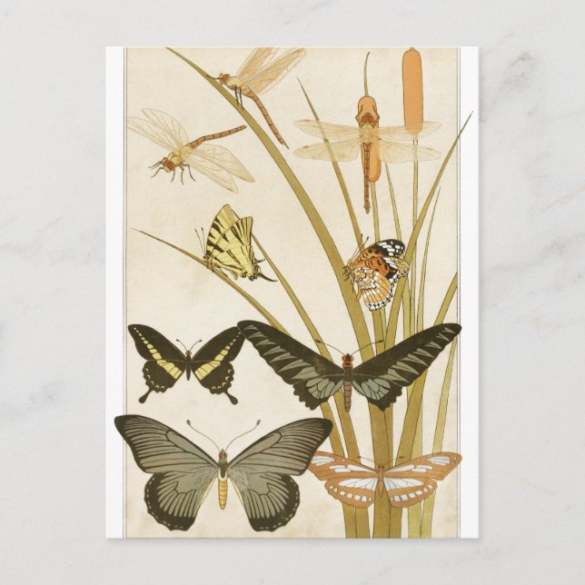 Cartão Postal Vintage Butterflies Papillons Ilustração (Frente)