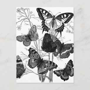 Cartão Postal Vintage Butterfly Impressão