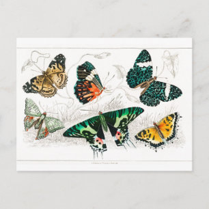Cartão Postal Vintage Butterfly Papillon Antiga Ilustração Art