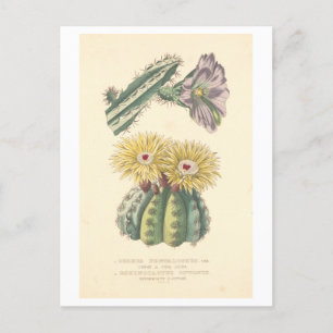 Cartão postal Vintage Cactus com Ilustração Botâni