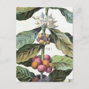 Cartão Postal Vintage Café Trabalho de arte