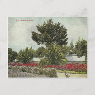 Cartão Postal Vintage California
