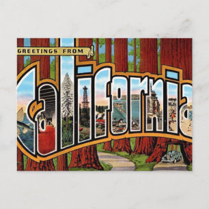 Cartão Postal Vintage California Redwoods