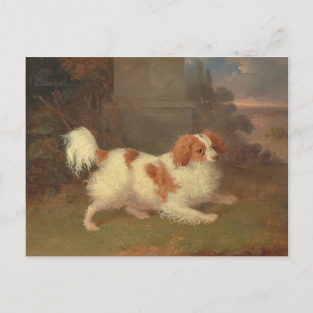 Cartão Postal Vintage Calvalier King Charles Spaniel (Frente)