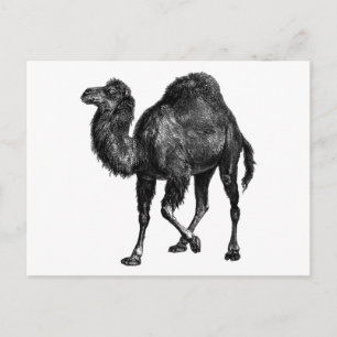 Cartão Postal Vintage Camel