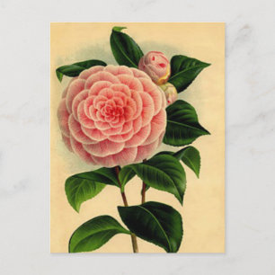 Cartão Postal Vintage Camellia Cartão-postal Floral - Bonito Ro
