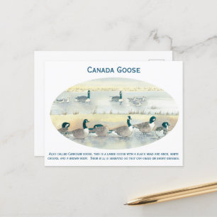 Cartão postal Vintage Canada Goose Bird Art Waterc