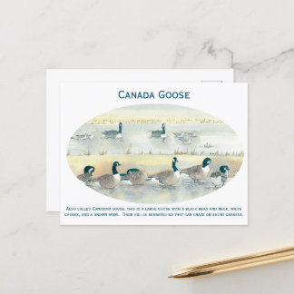 Cartão postal Vintage Canada Goose Bird Art Waterc