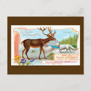 Cartão Postal Vintage Cariou (Reindeer) e Raposa Árctica