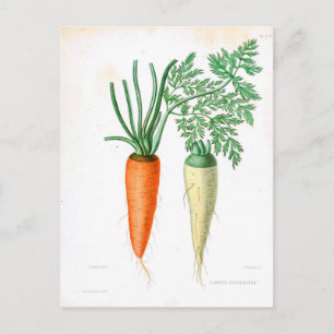 Cartão Postal Vintage Carrots Botânico Impressão