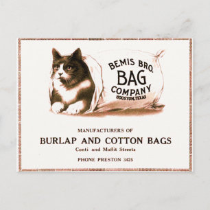 Cartão Postal Vintage Cat no Cartão-postal