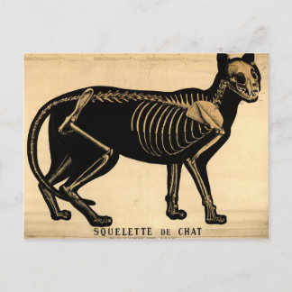 Cartão Postal Vintage Cat Skeleton
