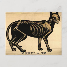 Cartão Postal Vintage Cat Skeleton