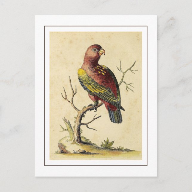 Cartão Postal Vintage Chattering Lory Parrot Nature (Frente)