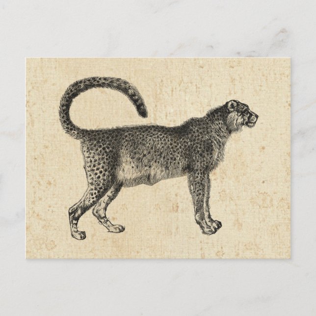 Cartão Postal Vintage Cheetah (Frente)